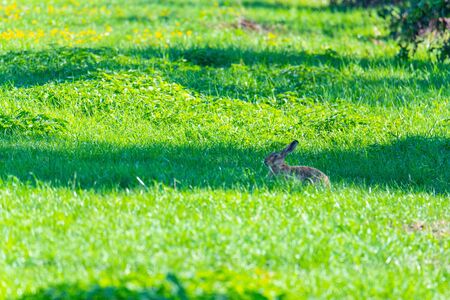 a  rabbit is sitting in a field and hopes not to be seenの写真素材