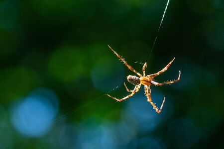 A spider weaves her  net in the middle of the air with blurred backgroundの写真素材