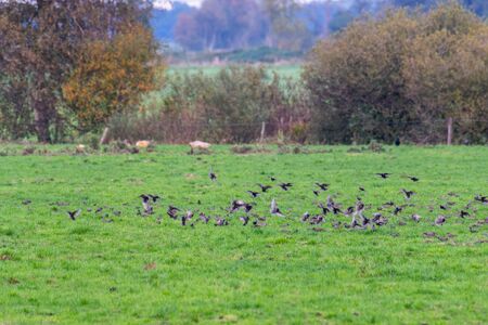 A  swarm of small birds briefly flies across a field and lands again at short intervals