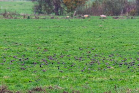 A  swarm of small birds briefly flies across a field and lands again at short intervalsの写真素材