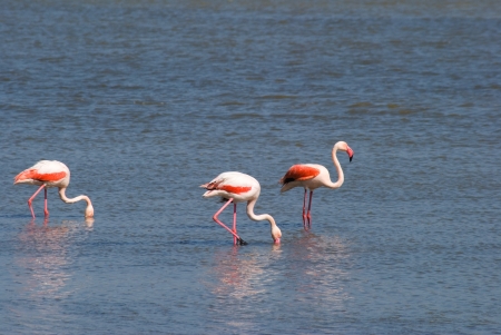 Fenicotteri nelle saline sardeの写真素材