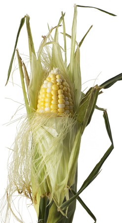 Corn Stalk being peeledの写真素材