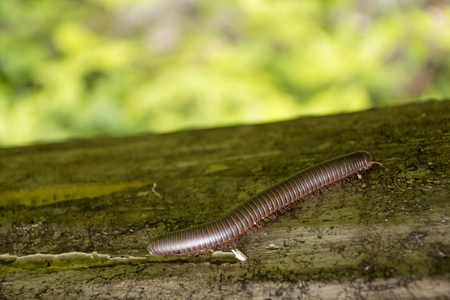 A millipede crawling along a dead tree.