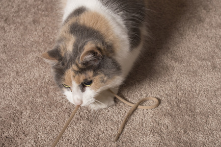 An adult domesticated muted calico cat playing with a string.の写真素材