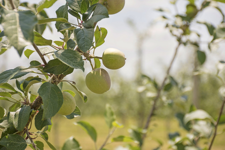 Peaches growing on a tree in an orchard.