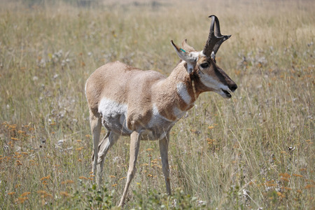 A Pronghorn Antelope eating grass in a field.