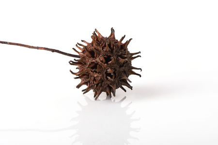 A Sweet Gum Tree Seed Pod on white with reflection.の写真素材