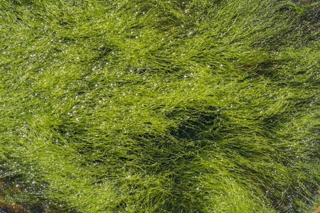Sea grasses on the water surface, found in Acadia National Park, Maine, USA