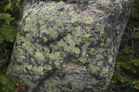 Colorful Lichen on the surface of a rock. Taken in Franconia Notch State Park in New Hampshire, USAの写真素材