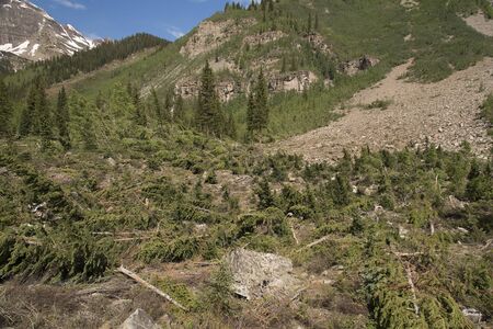 Avalanche Damage showing fallen pine trees on the Crater Lake Trail in Colorado near Maroon Bells.の写真素材