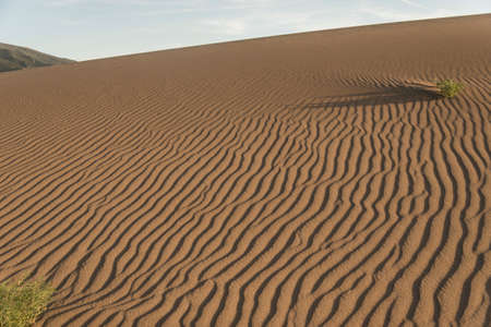 Lone Shrub on a Sand Dune in Great Sand Dunes National Park, Colorado, USA