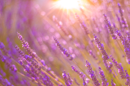 Beautiful summer flowers. Lavender background. Nature backgroundの写真素材