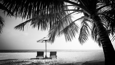 Perfect black and white beach scene. Sunset, sunrise silhouette of coconut palm tree with sun loungers and umbrella. Abstract, artistic holiday and summer vacation backgroundの写真素材
