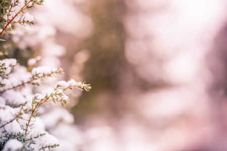 Beautiful snow bokeh texture on black background. Wonderful nature winter in fresh morning background. Vintage filter blurred bokeh foliageの写真素材