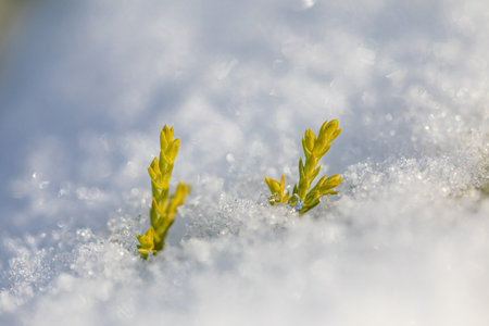 Beautiful green plant sprouting through the snow in the winter. Symbol of spring new life, kiss of...