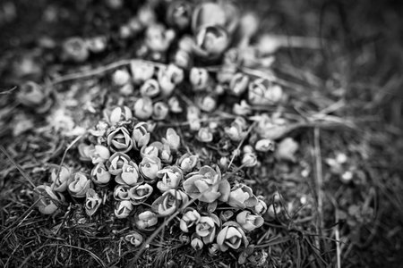 Dramatic closeup black and white flowers, baby's breath dry autumn floral patternの写真素材