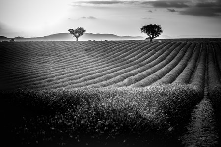 Fantastic black and white landscape of lavender fields and sunset sky clouds. Inspirational and...