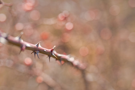 Part of the stem roses with thorns isolated on blurred background. Abstract closeup of rose thorn...
