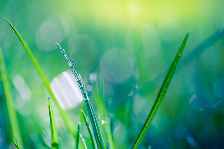 Spring nature concept. Beautiful natural background of green grass with dew and water drops....