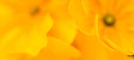 Beautiful gentle spring summer flowers yellow and orange color. Inspiration nature background, blooming flowers closeup. Floral desktop banner postcard. Romantic soft gentle artの写真素材