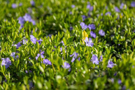 Beautiful floral closeup ecology nature landscape with meadow and wild flowers. Wonderful nature landscape, spring summer flowers abstract grass background. Soft morning lightの写真素材