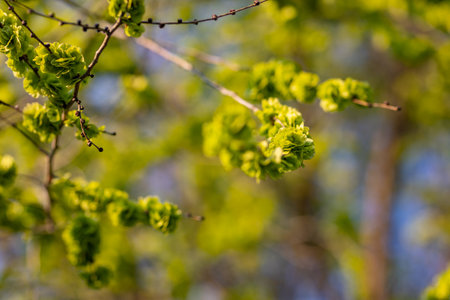Blurred spring background, young branches with leaves and buds. Fresh young green leaves of twig...