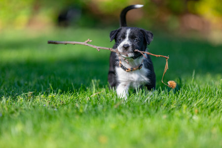 Adorable portrait of amazing healthy and happy black and white border collie puppy. Purebred 8 weeks old puppies playing in fresh grass fieldの写真素材