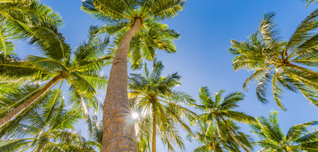 Tropical trees background concept. Coco palms and peaceful blue sky. Exotic summer nature background, green leaves, natural landscape. Summer tropical island, holiday or vacationの写真素材
