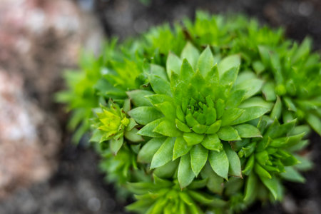 Close up of green succulent plant growing in the garden, selective focus