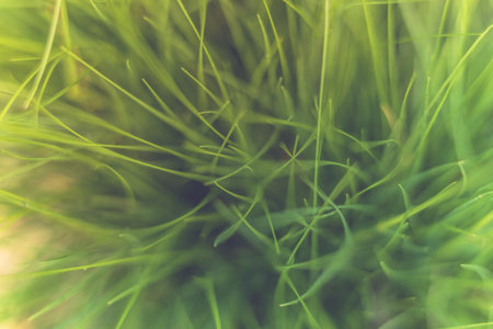 Abstract green grass background, soft focus with bokeh effect. Spring or summer background with green grass. Abstract nature pattern, artistic nature backgroundの写真素材