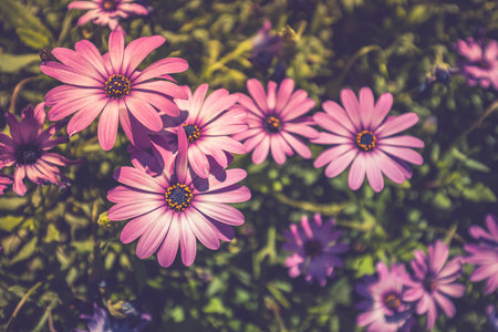 Purple daisies in garden. Vintage effect. Beautiful purple flowers in wild nature. Bright blooming flowers soft green blurred background. Summer flowers, wonderful nature closeupの写真素材