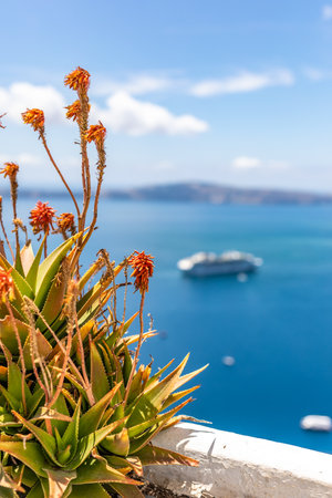 Mediterranean plant and view from caldera. White architecture on Santorini island, Greece. Beautiful summer landscape, cruise ships with sea viewの写真素材