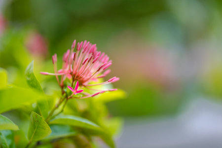 Beautiful red pink spike flower. King Ixora blooming. Rubiaceae flower.Ixora flower. Ixora coccinea...