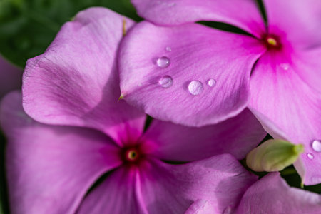 Beautiful purple daisy colors with water drops. Relaxing nature macro, soft sunlight rain droplets, calm nature closeup. Inspirational floral backgroundの写真素材