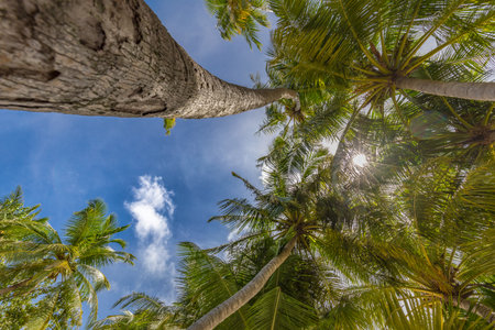 Palm tree and bright sun on blue sky background. Tropical nature, sun rays, calm nature. Looking up concept, inspirational idyllic viewの写真素材