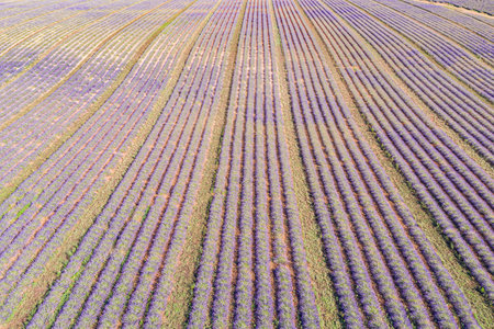 Aerial view of lavender field. Aerial landscape of agricultural fields, amazing birds eye view from drone, blooming lavender flowers in line, rows. Floral summer seasonの写真素材