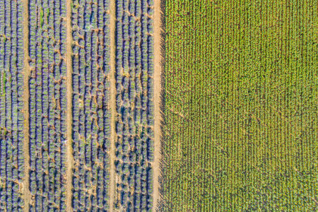 Aerial lavender field. Aerial landscape of agricultural fields, amazing birds eye view from drone, blooming lavender flowers in line, rows. Agriculture summer seasonal natureの写真素材