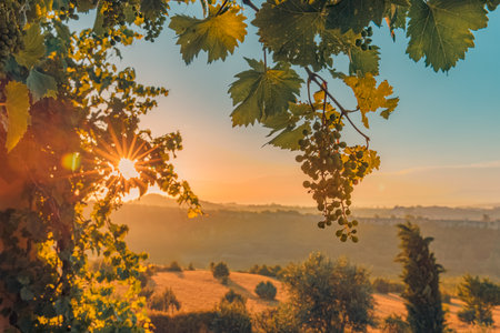 Rays of the sun through the leaves of grapes. Vineyard artistic sunset closeup, warm sunlight with grapesの写真素材