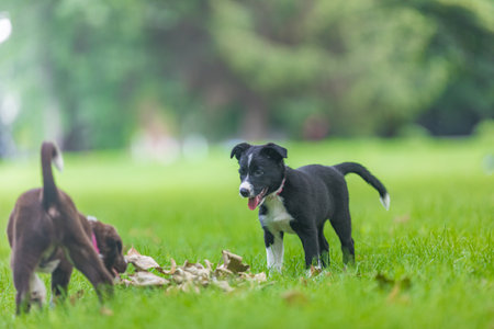 Adorable portrait of amazing healthy and happy black and white border collie puppy against foliage sunset light bokeh background. Adorable head shot portrait with copy spaceの写真素材