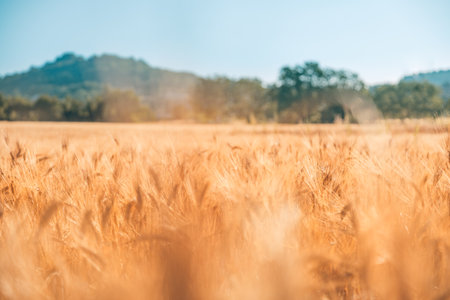 Wheat flied panorama with tree at sunset, rural countryside. Ears of golden wheat close up. Beautiful nature sunset landscape. Summer nature, blurred background viewの写真素材