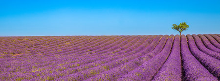 Amazing lavender field on a summer landscape, flowers and meadow and tree. Wonderful scenery, tranquil nature, inspirational view. Blooming summer flowers under blue skyの写真素材