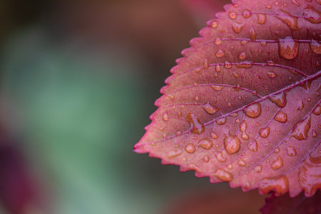 Beautiful nature closeup, red leaf with morning dew drops. Artistic nature macro, colorful tree...