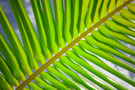 Fresh green palm leaf with sun flares and rays with blue sky. Tropical nature closeup, perfect natural background. Exotic pattern, garden or botany detail, beautiful natureの写真素材