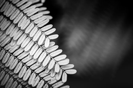 Black and white fern leaf on black background with copy space. Black and white macro of fern leaf on blurred black jungle natural background. Sunlight shows texture and details.の写真素材