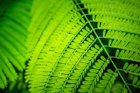 Beautiful fern leaves green foliage natural floral fern background in sunlight.