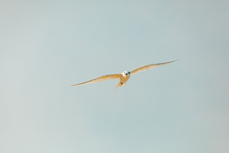 Seagull flying in the blue sky, beautiful photo digital pictureの写真素材