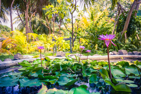 Beautiful pink lotus water lily in pond. Tropical garden landscape lotus flower in  calm pond, summer closeupの写真素材