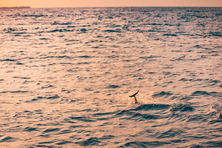 Splashing dolphin fin at sunset or at sunrise, dolphins in the Indian ocean