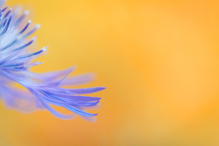 Decoration closeup element of purple petals of summer flower. Beautiful sunlight and peaceful blooming meadow flower. Artistic macro image on yellow backgroundの写真素材