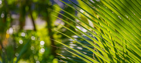 Sun over green palm leaves with blurred dream background, peaceful nature environment, jungle and...